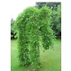 MORWA biała szczepiona na pniu Pendula - sadzonki 160 / 180 cm